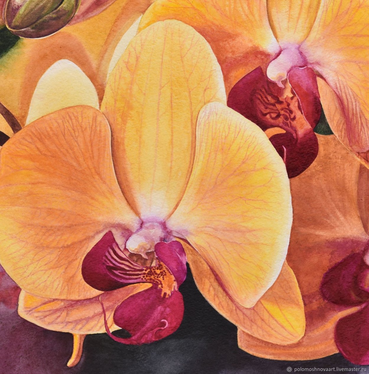 Фаленопсис Голден Будда