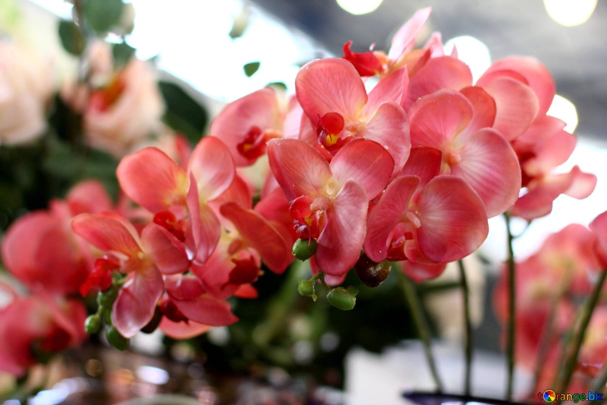 Орхидея Равенна