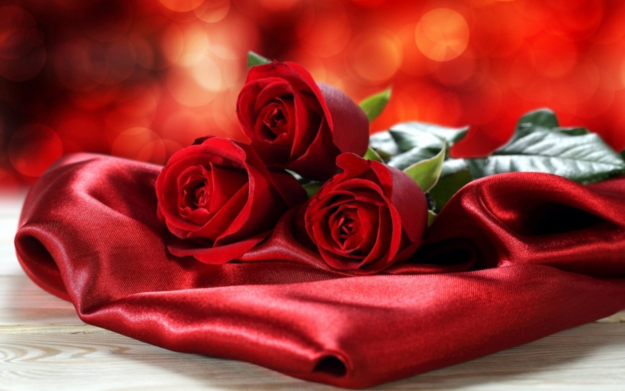 Цветы розы красные