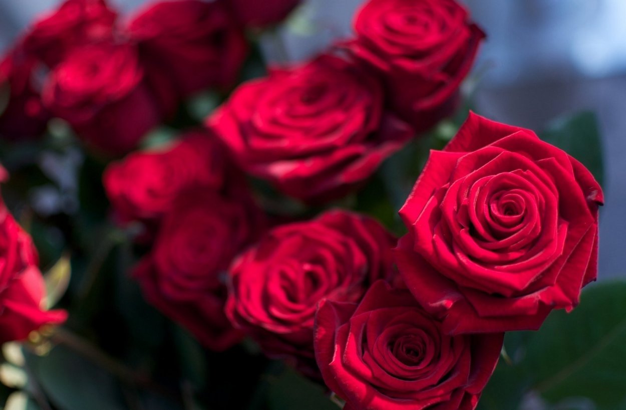 Самые красивые красные розы