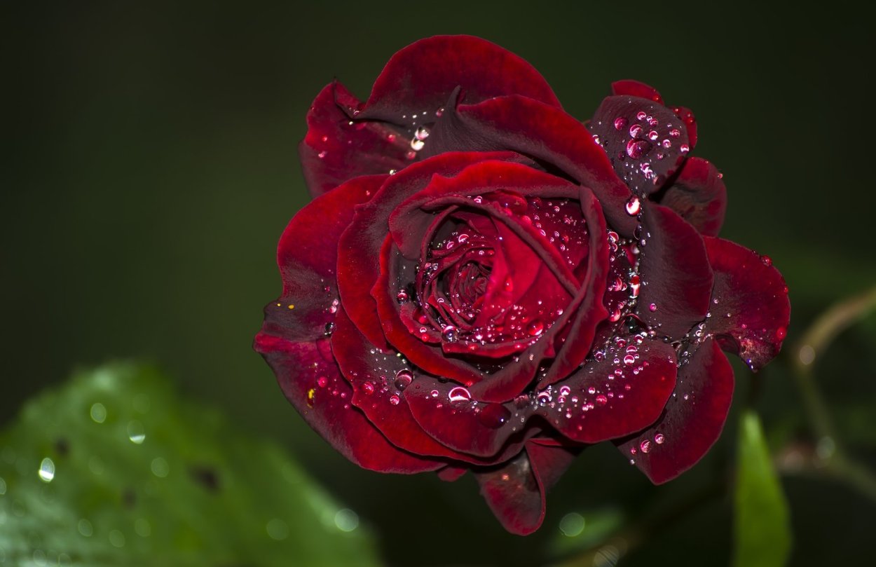 Роза Макросъемка