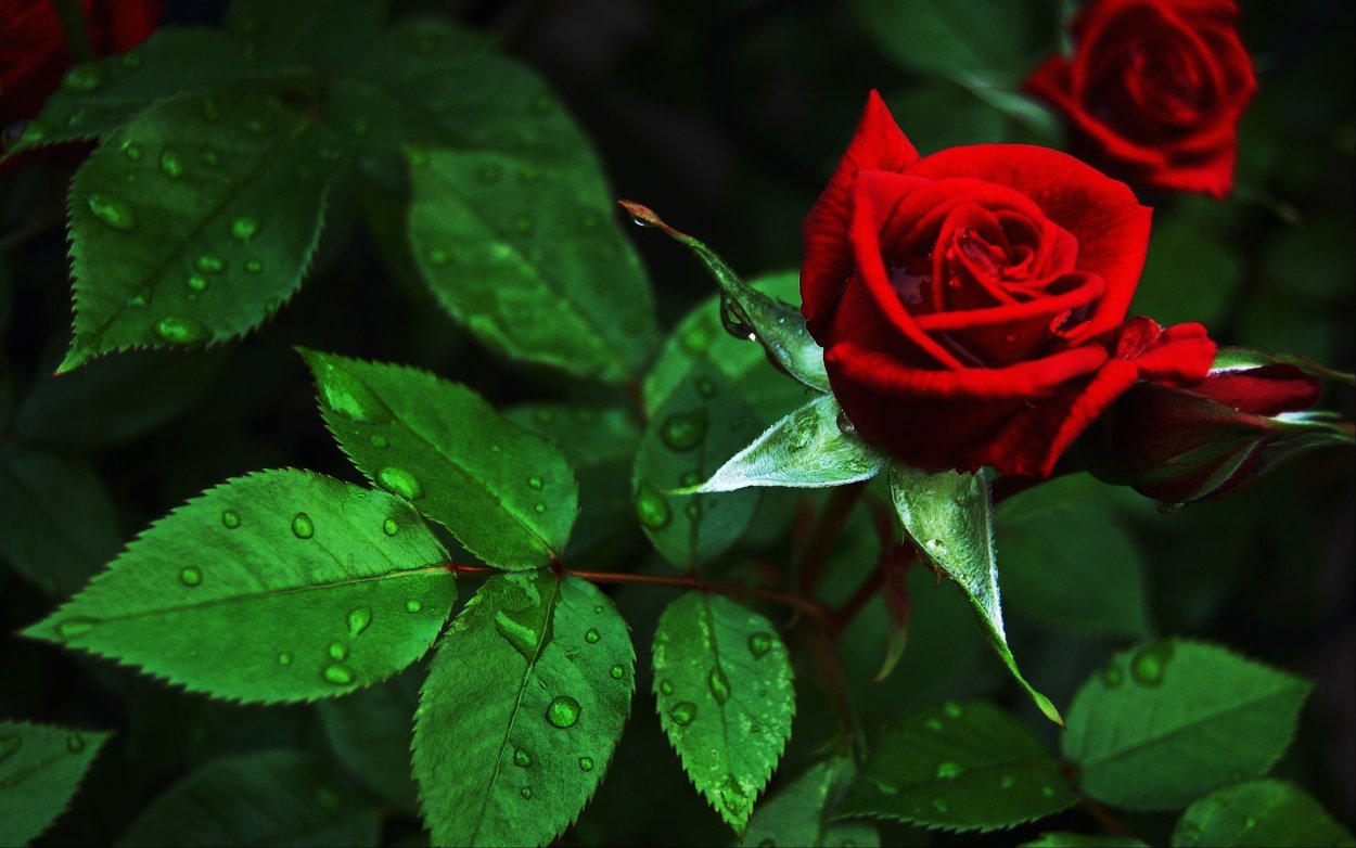 Красные розы