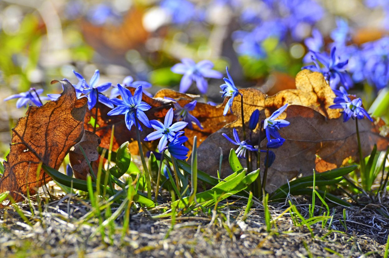 Лесные первоцветы
