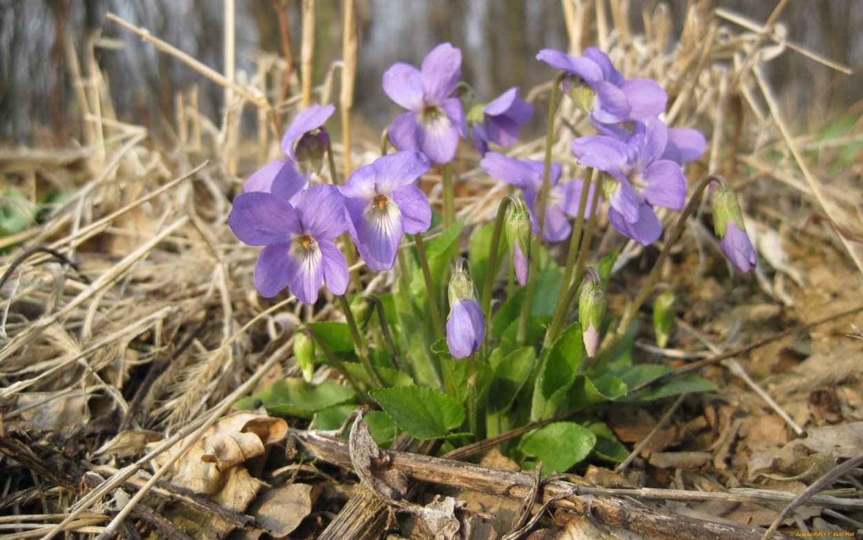 Фиалка багряный первоцвет