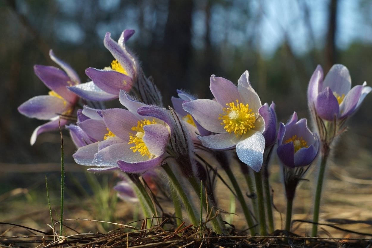 Майские первоцветы