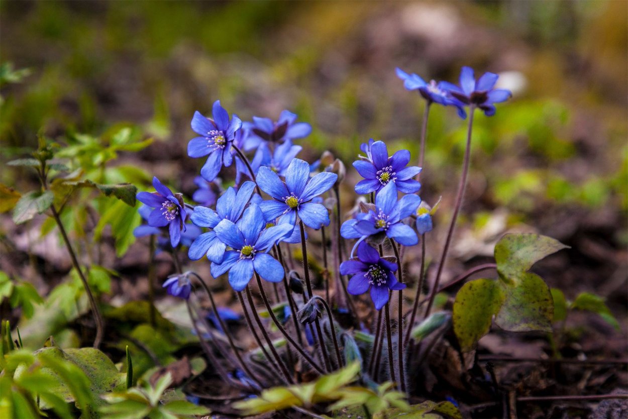 Цветок печеночница благородная