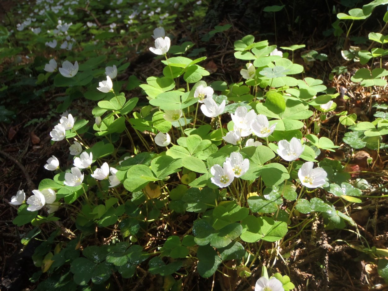 Растения Ленинградской области