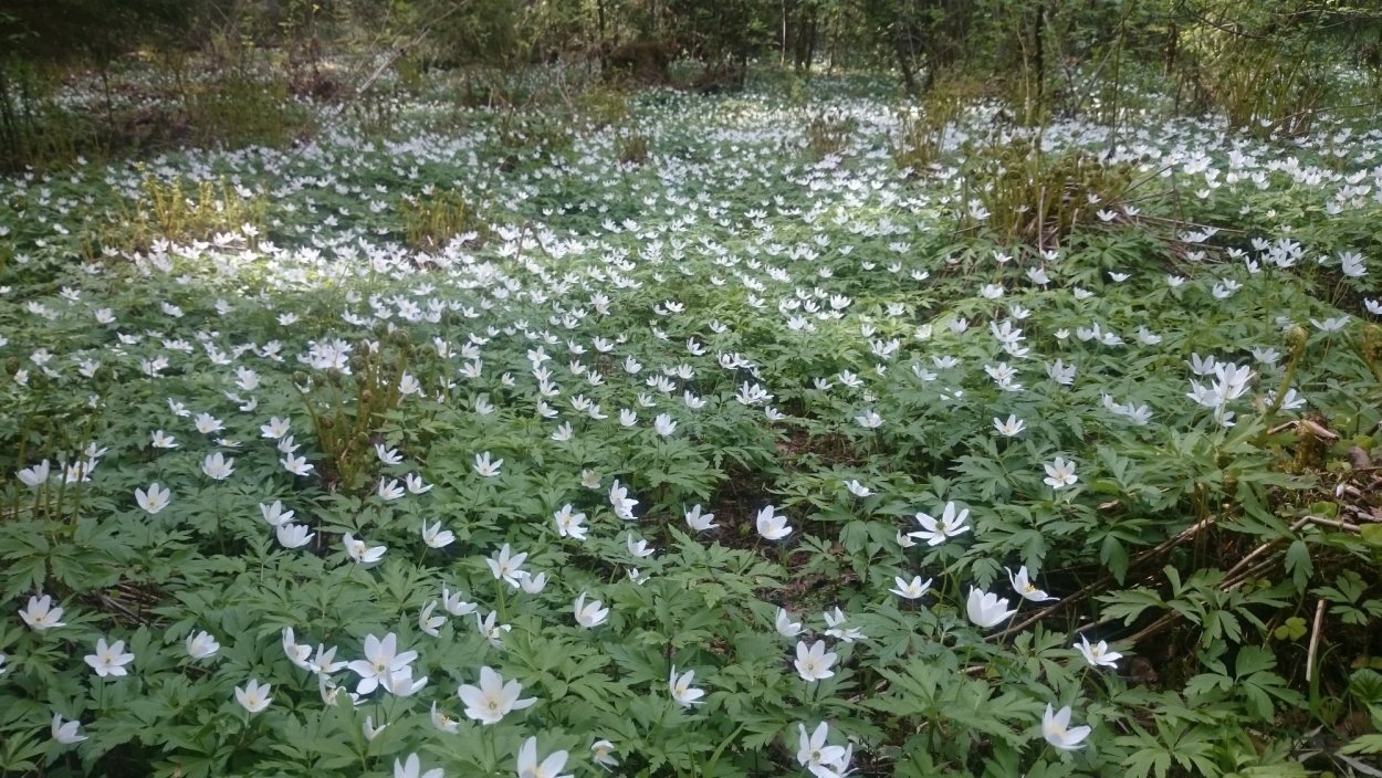 Ветреница Дубравная Подснежник