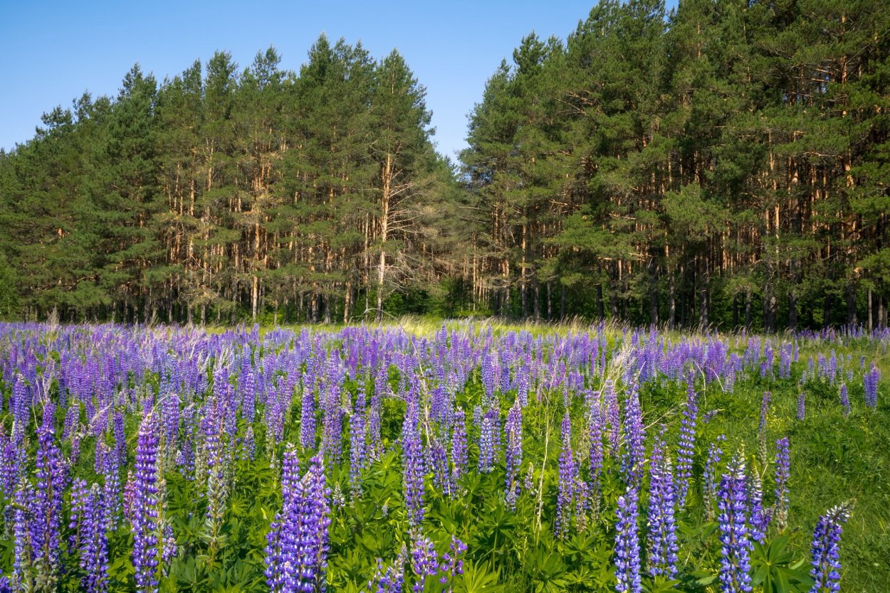 Бирюлевский лесопарк люпины