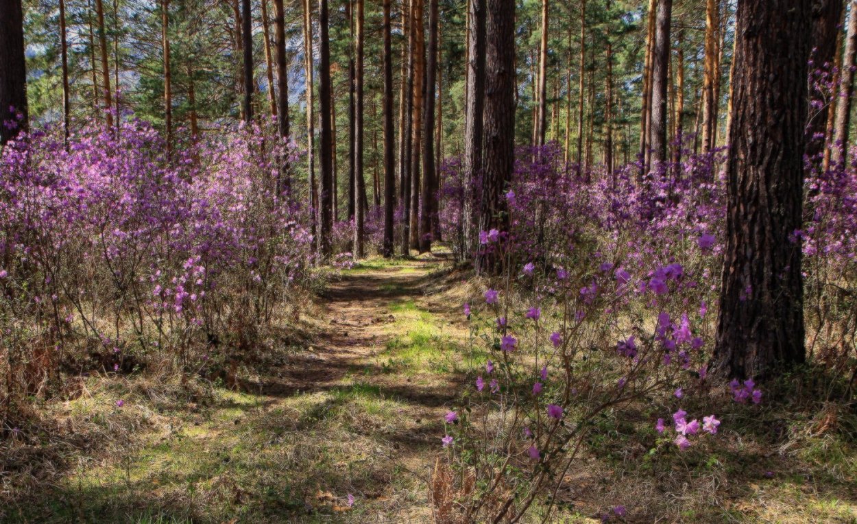 Цветущий багульник Сосновый Бор