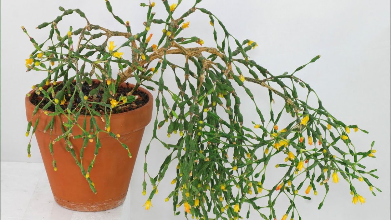 Растение хатиора