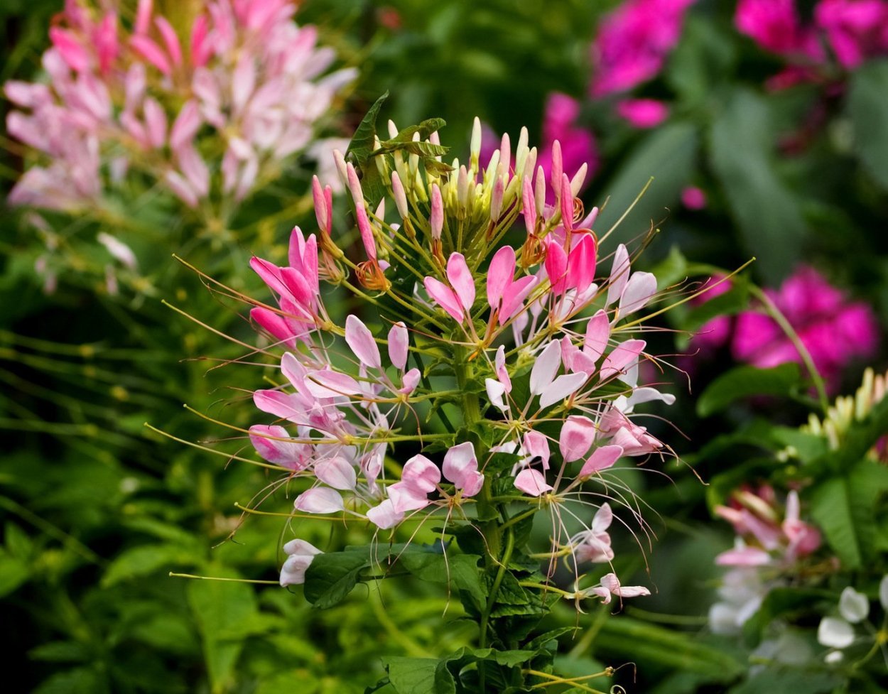 Клеома цветок