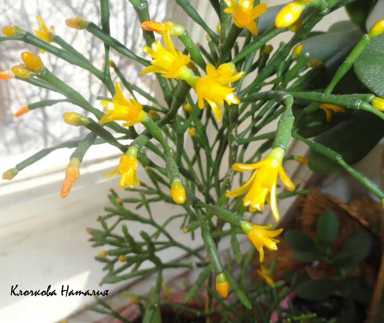 Цветок брызги шампанского суккулент