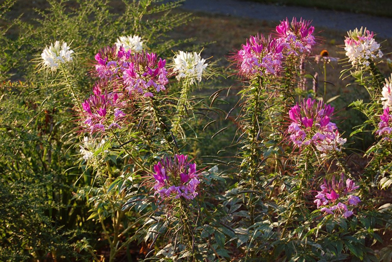 Клеома куст