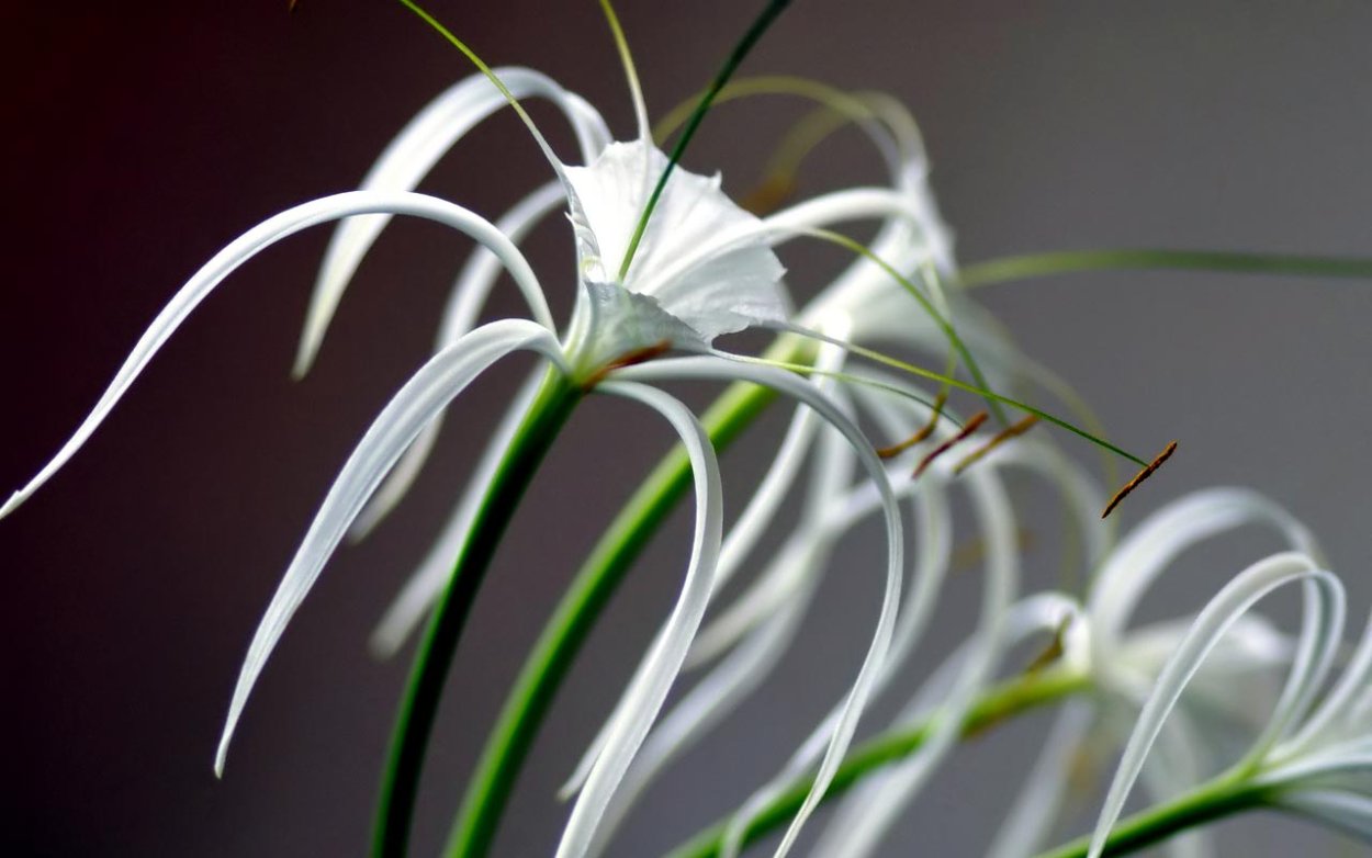 Наринэ белая цветок