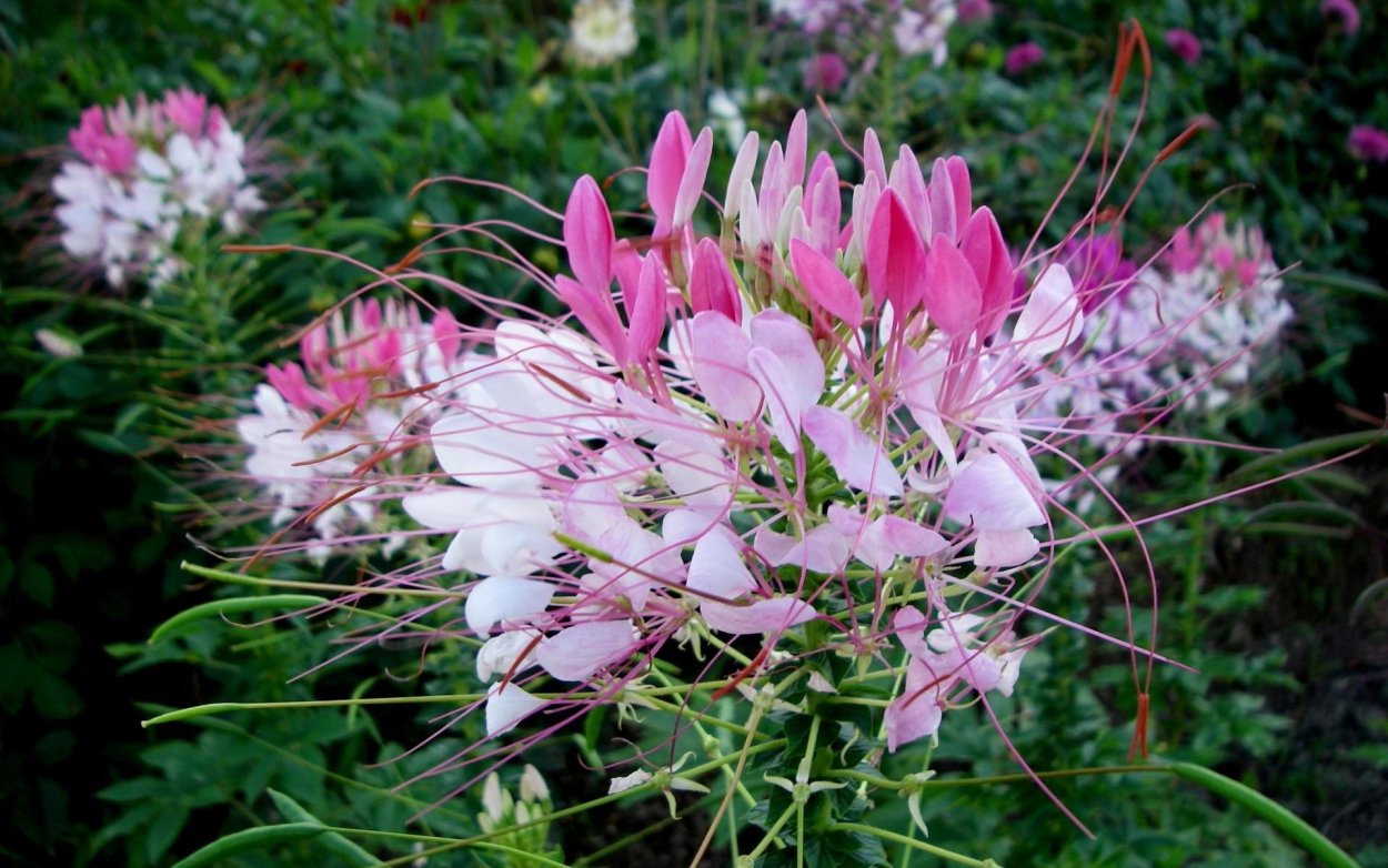 Цветок клеома змей Горыныч