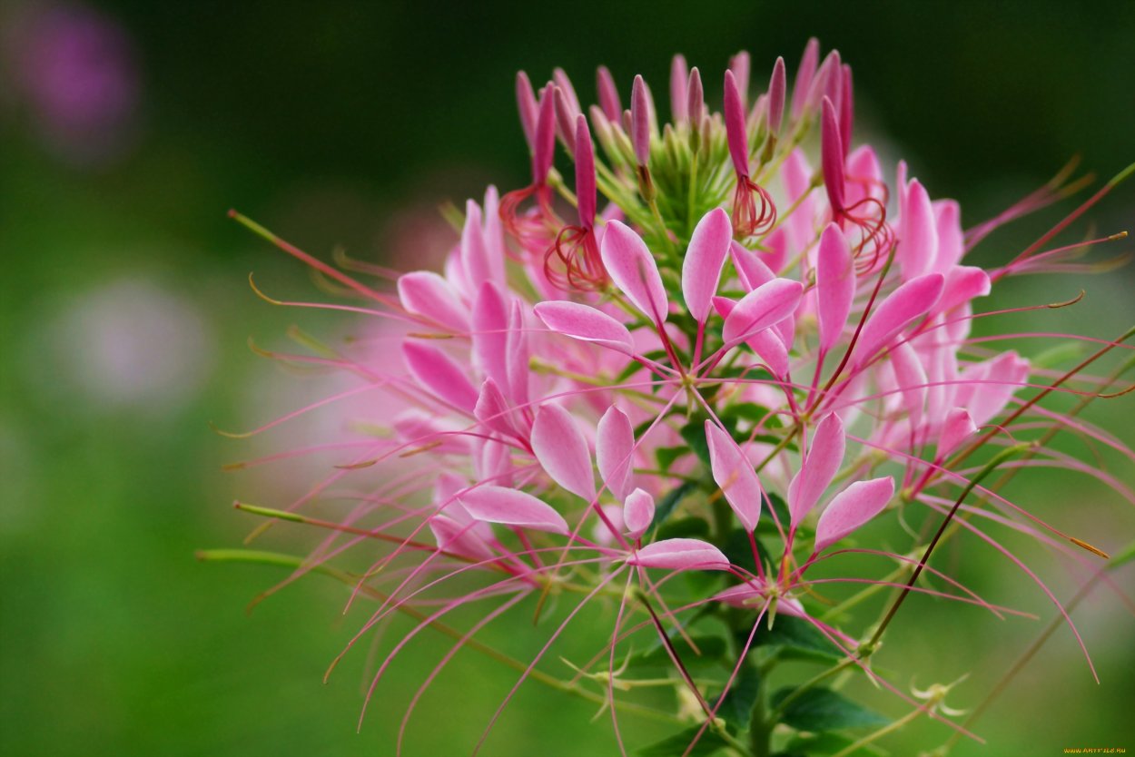 Клеома Вайолет Квин