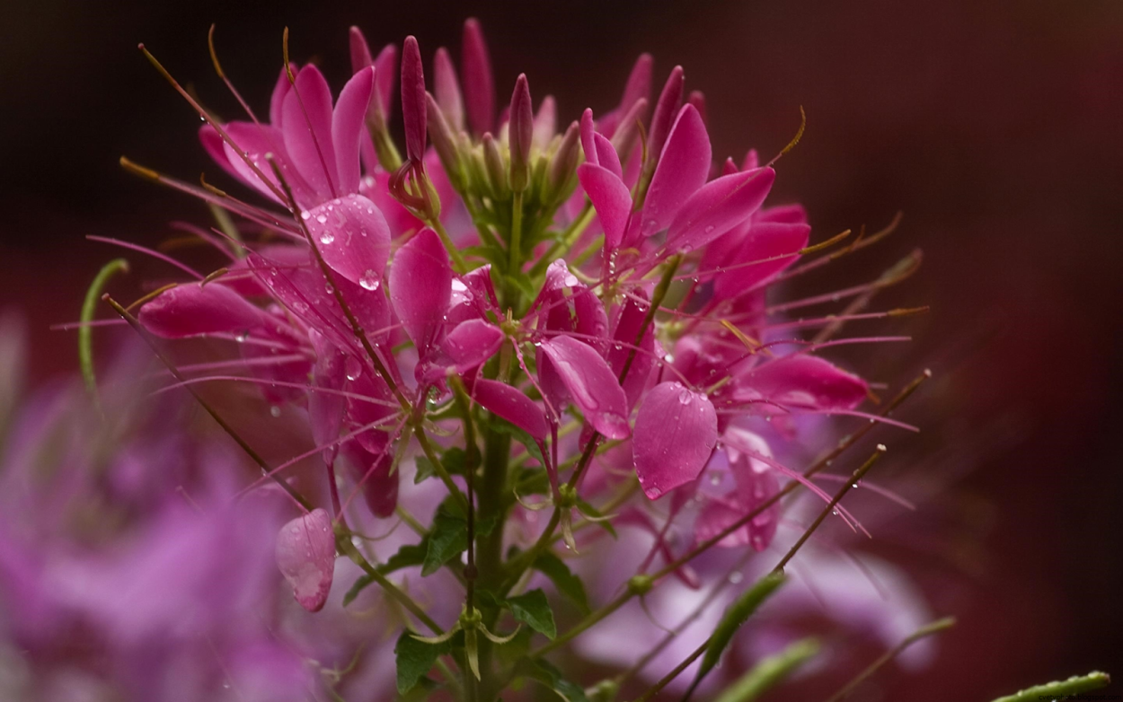 Клеома цветок