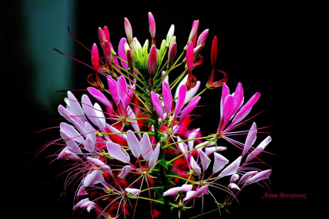 Лилия брызги шампанского