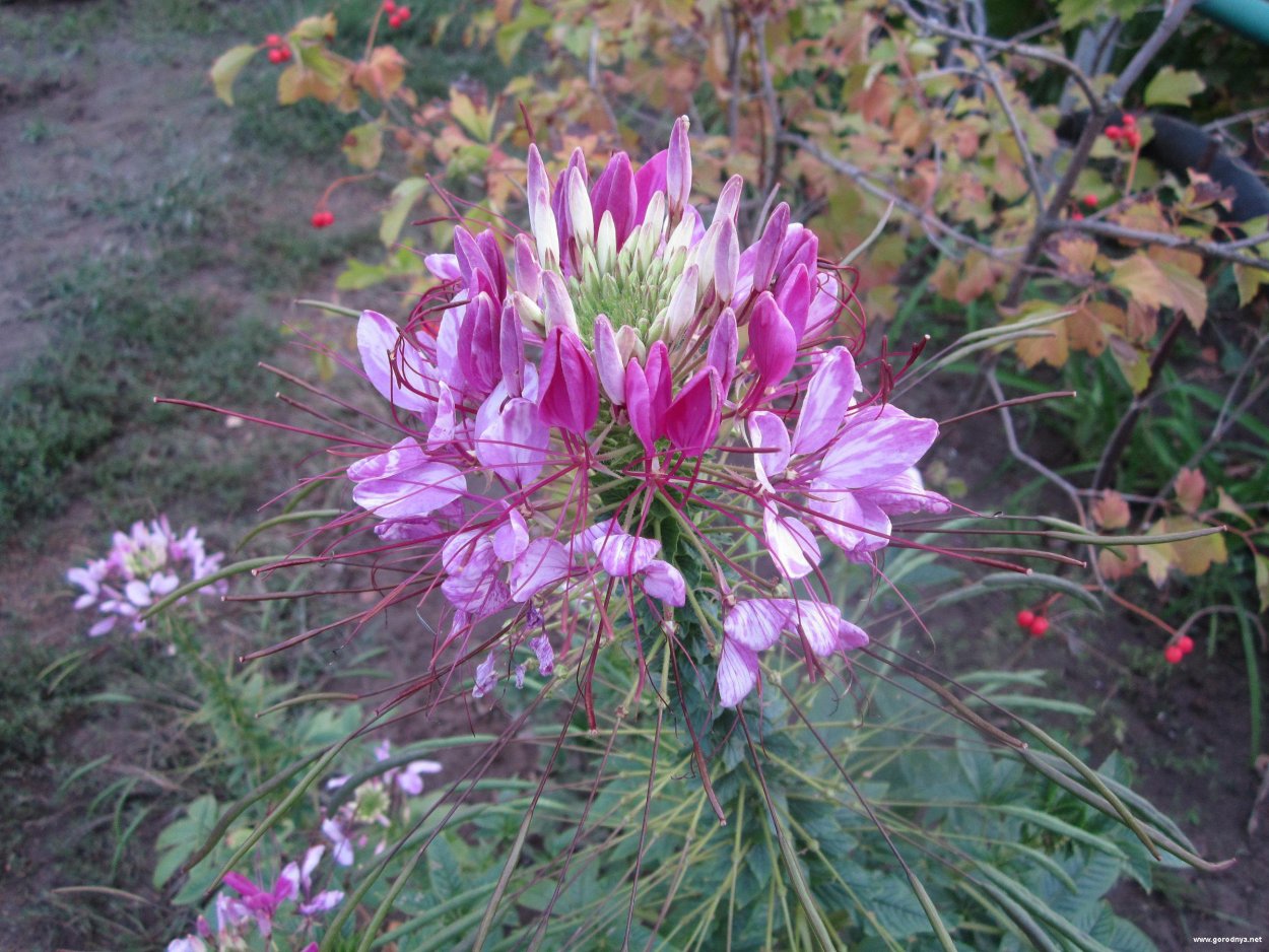 Клеома цветок брызги шампанского