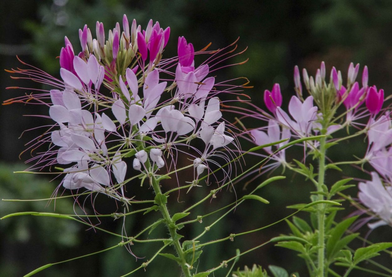 Клеома колючая Вишневая