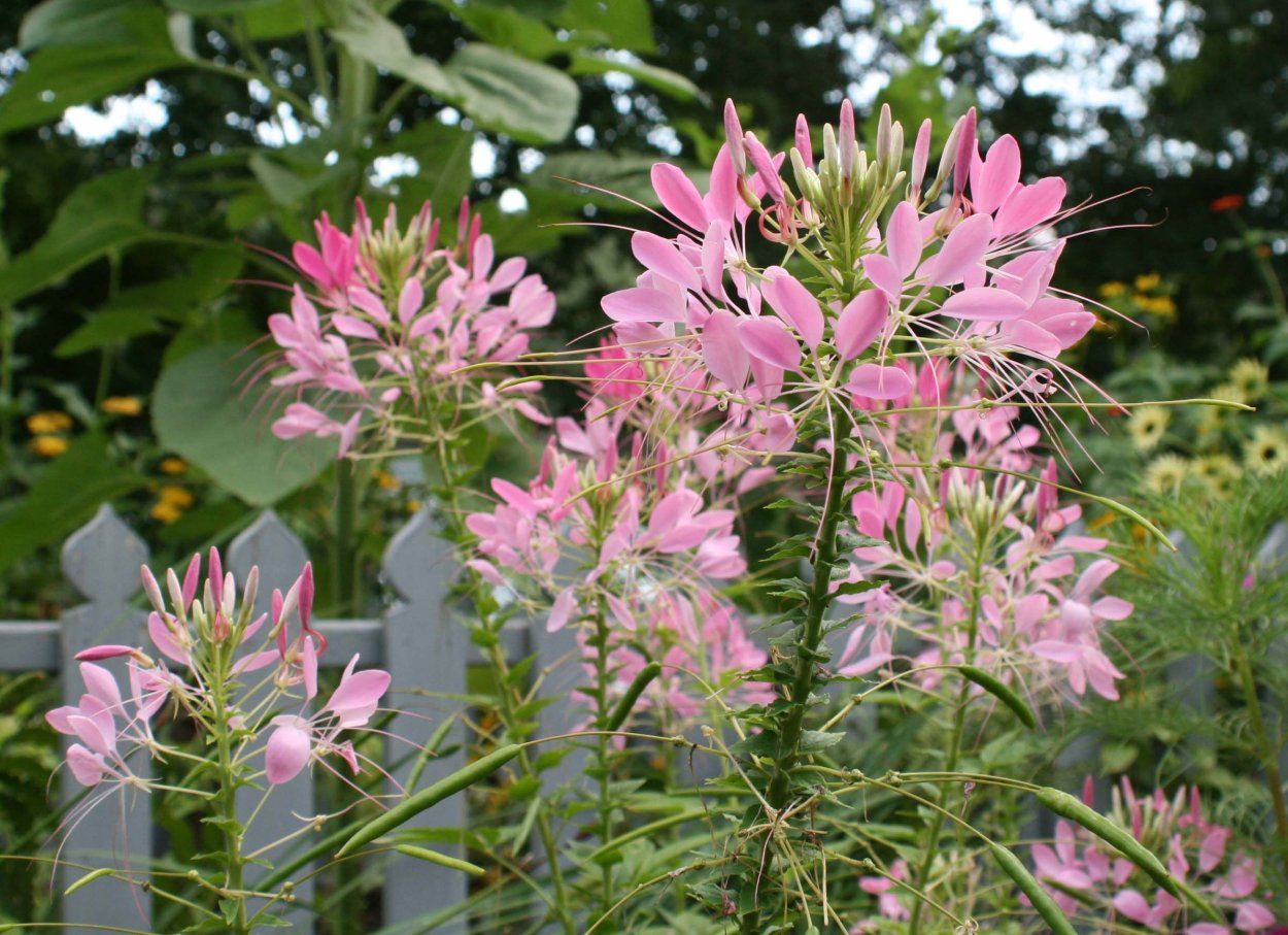 Клеома брызги шампанского