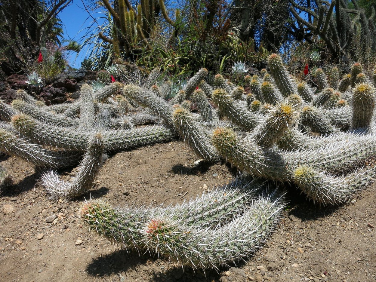 Мексиканский кактус стеноцереус