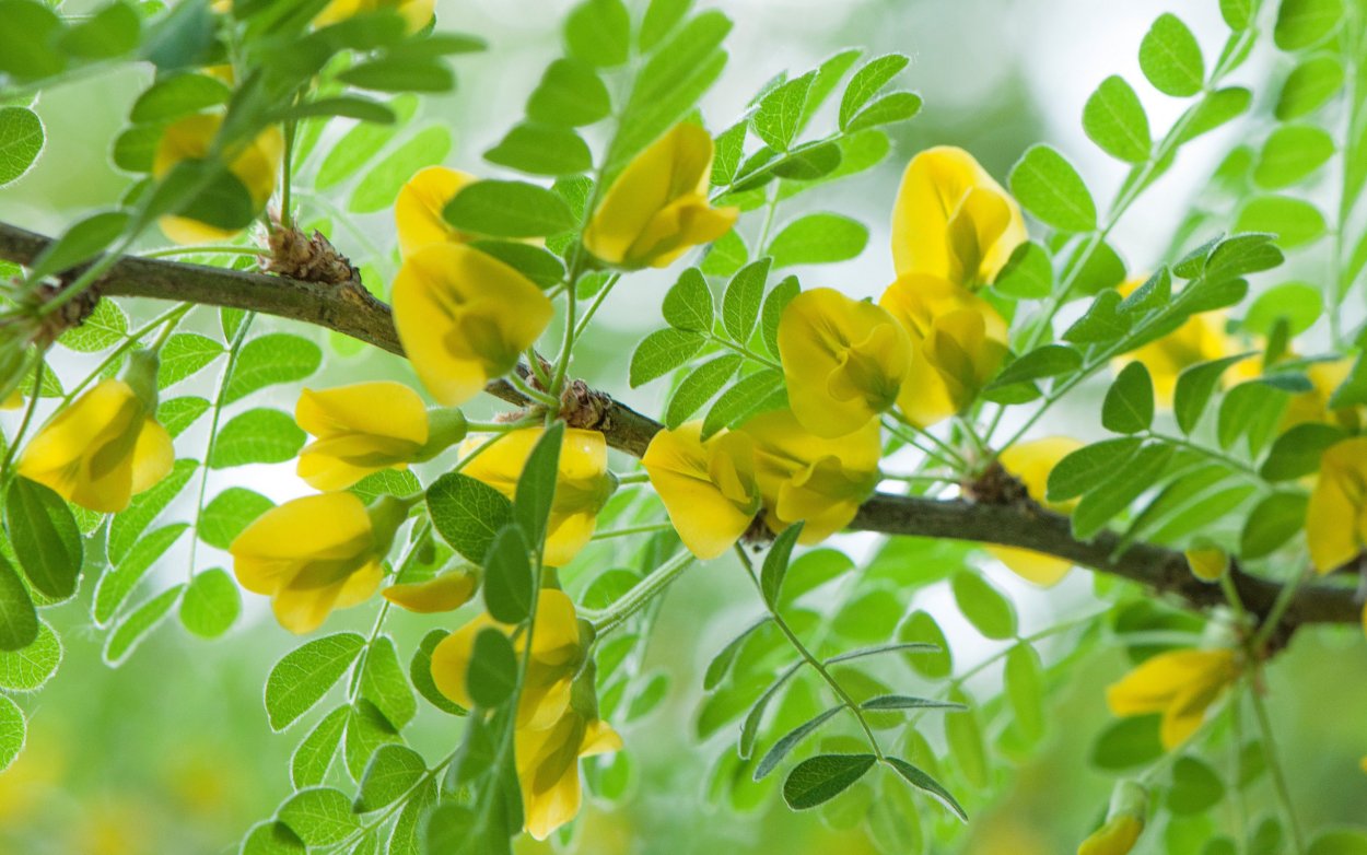 Цветущая Акация