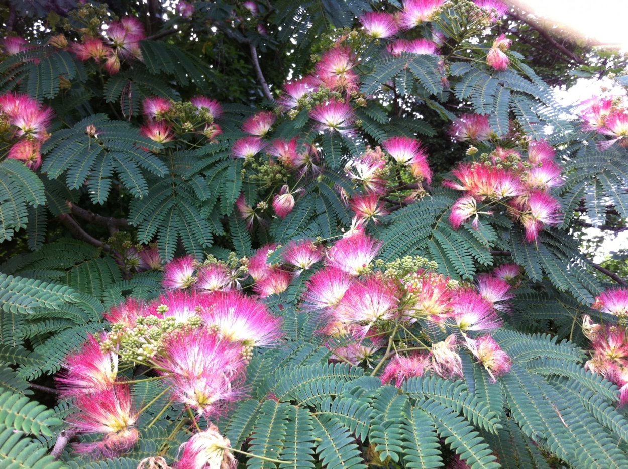 Мимоза Альбиция