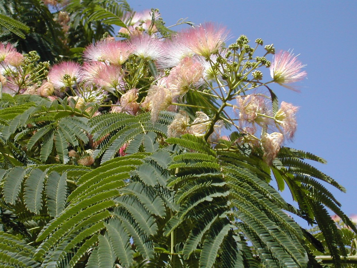 Турецкая Акация дерево