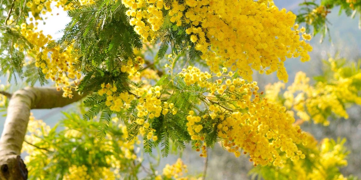 Акация Лорка