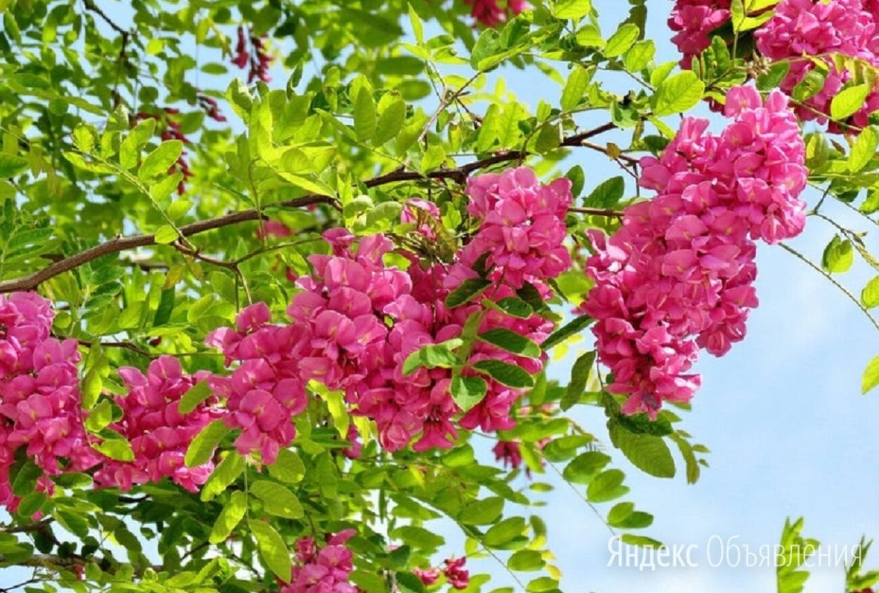 Робиния псевдоакация розовая