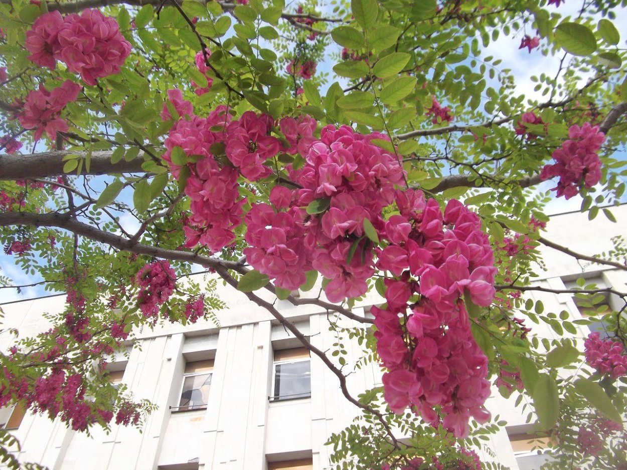 Одесса Акация парк