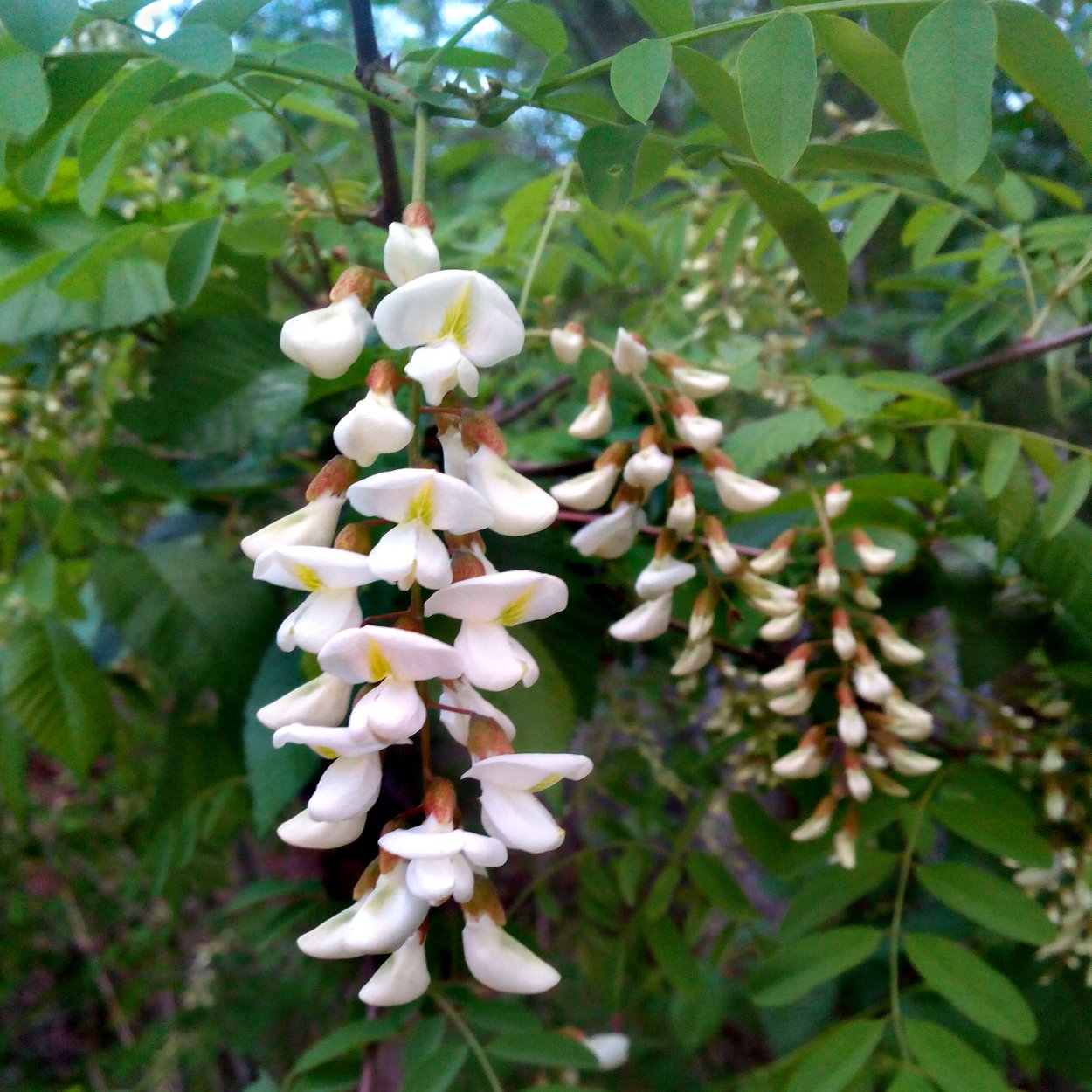 Трехлистная Акация