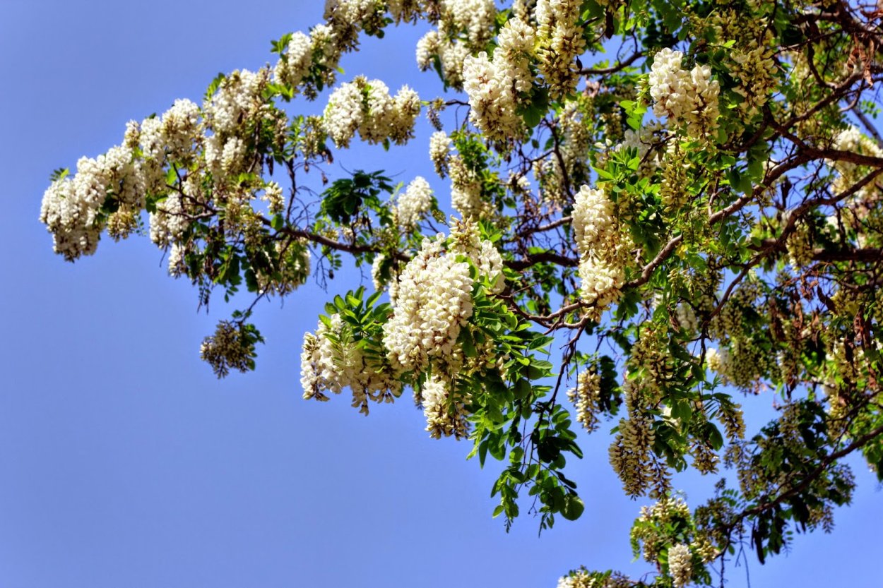 Акация белая Окс