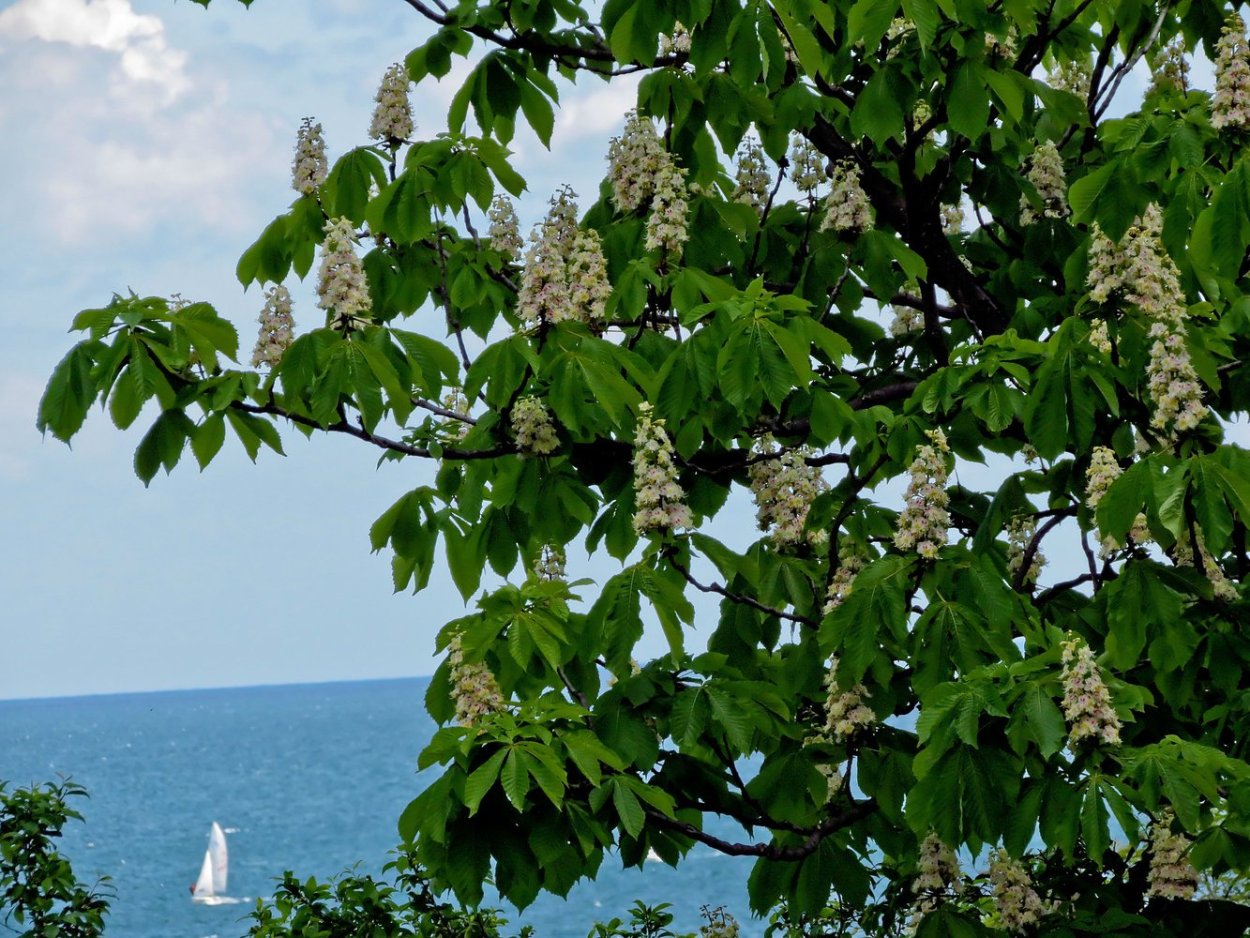 Французский бульвар Одесса каштаны