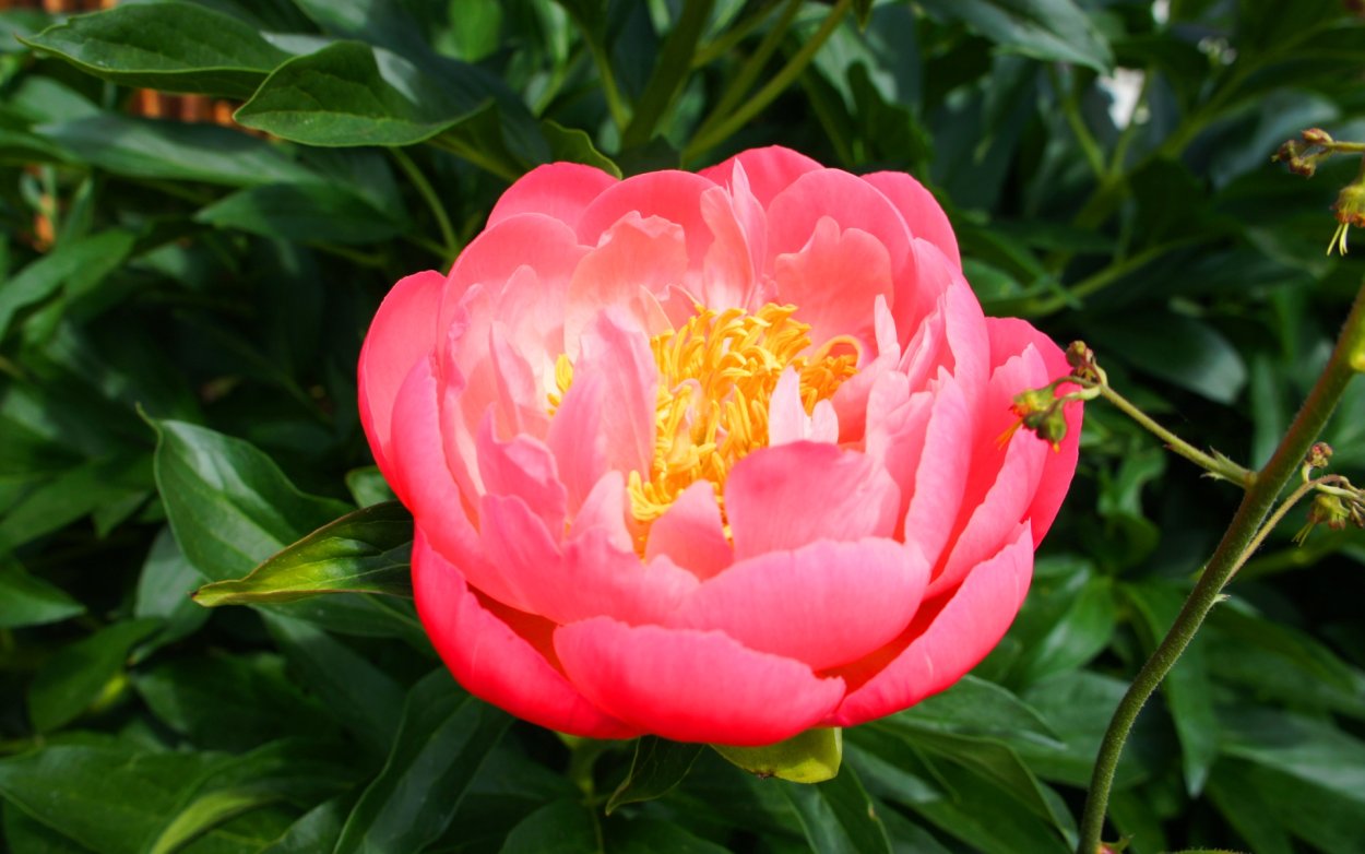 Пион софт Салмон сосер