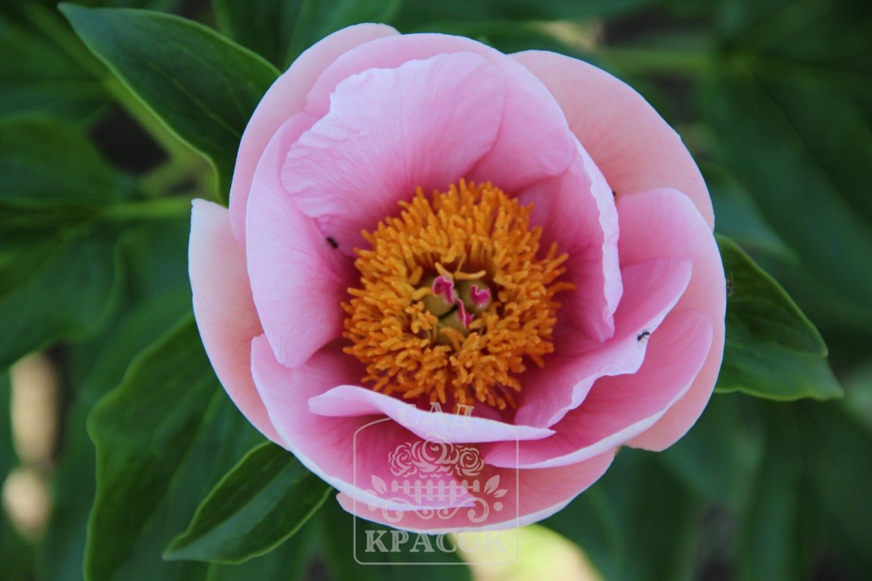 Пион Soft Salmon Saucer