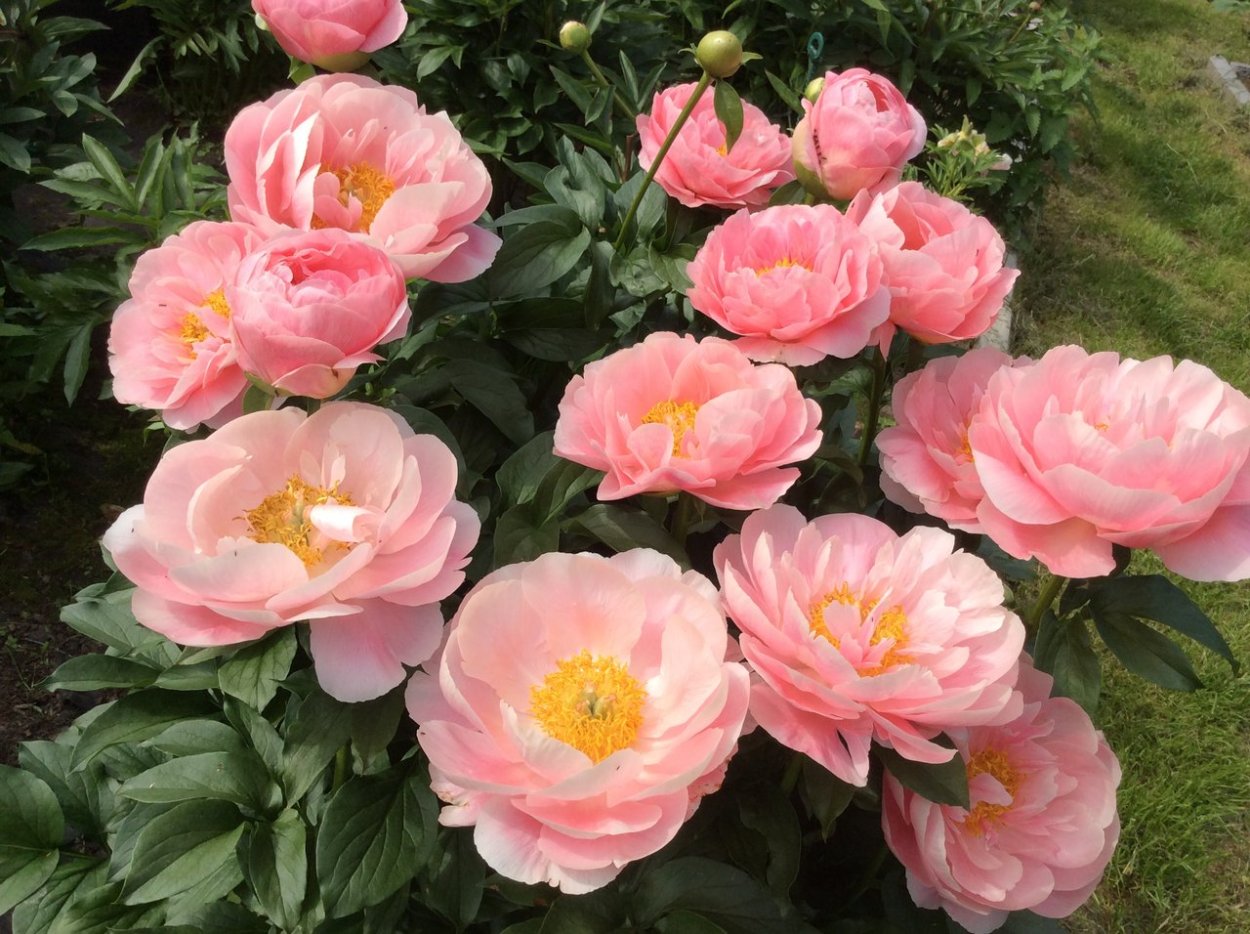 Faithful Dream пион