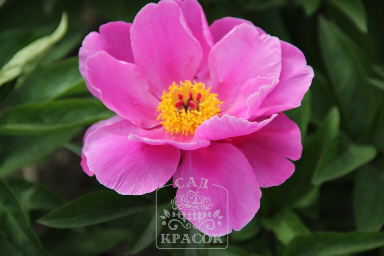 Extra Sweet Pink пион