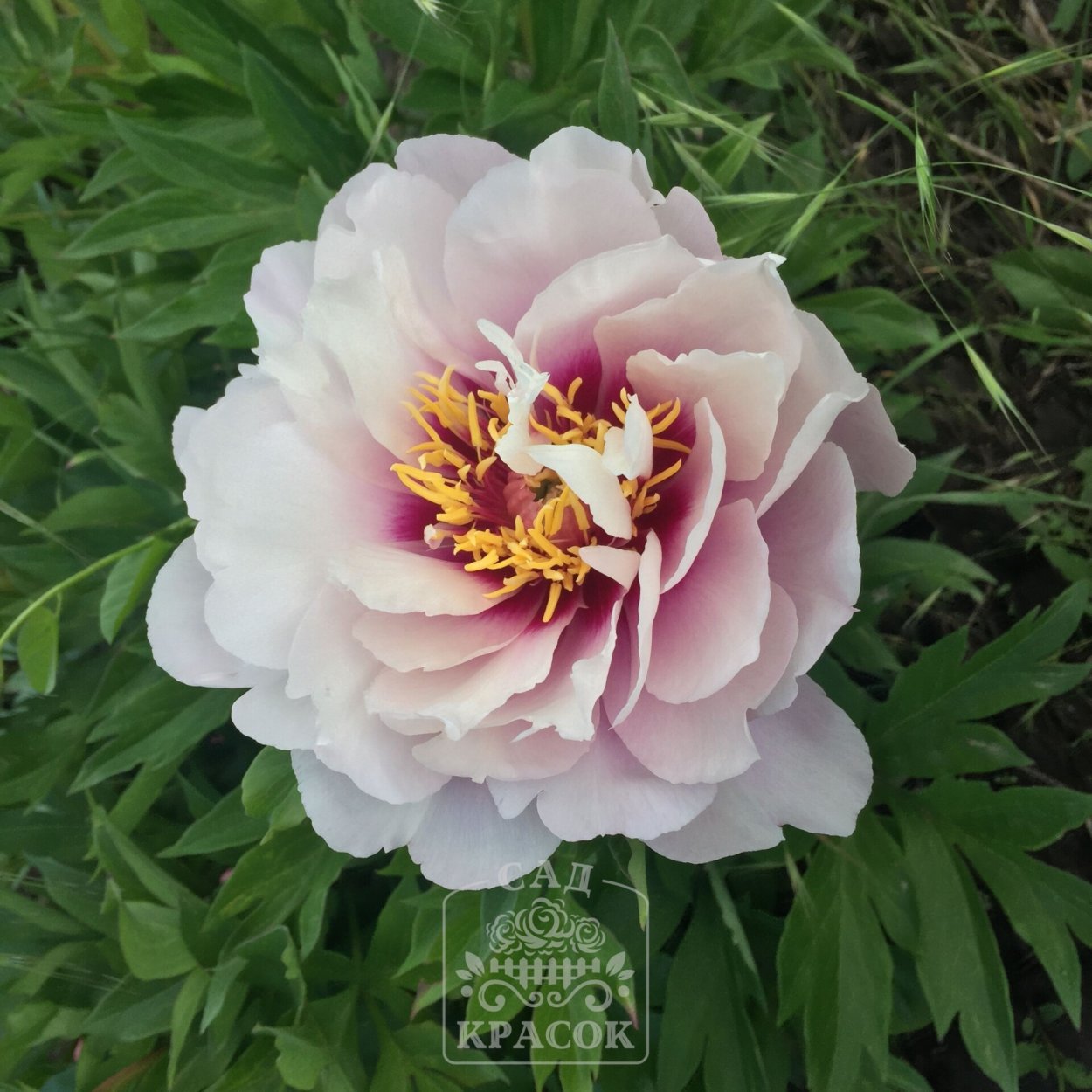 Fragrant Pink Imp пион