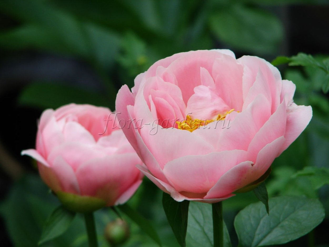 Пион софт Салмон сосер