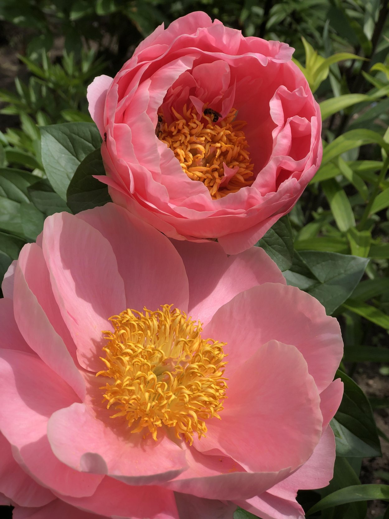 Пион Сэлмон Дрим