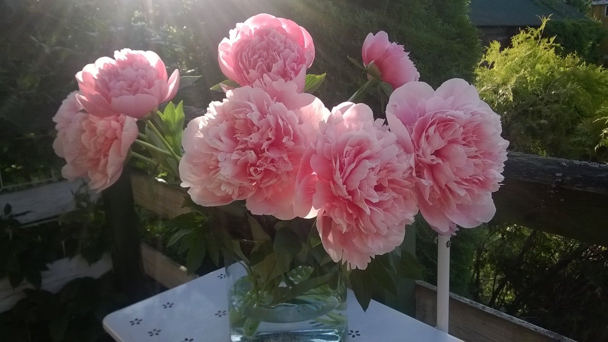 Пионы травянистые Этчед Салмон