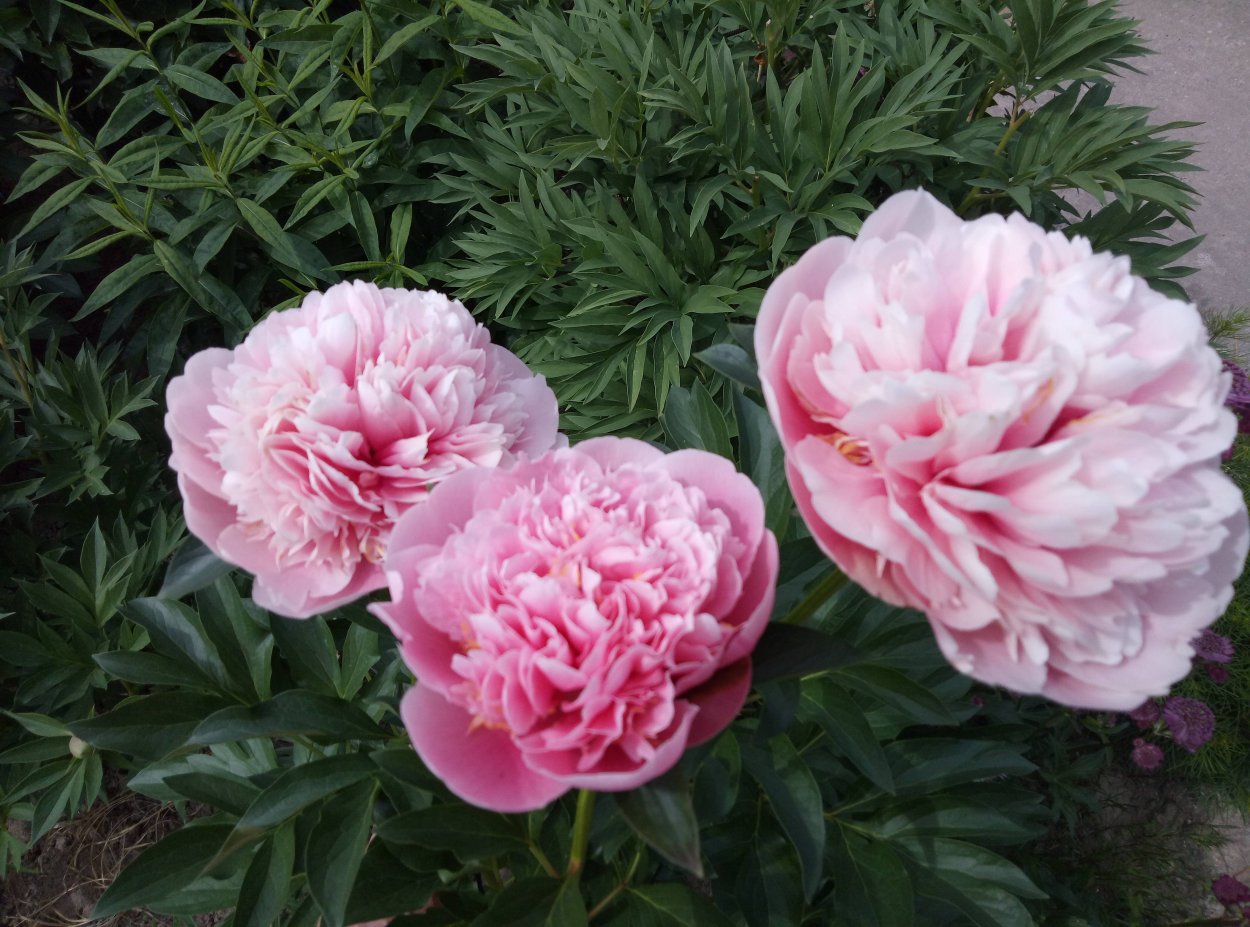 Пион Этчед Салмон