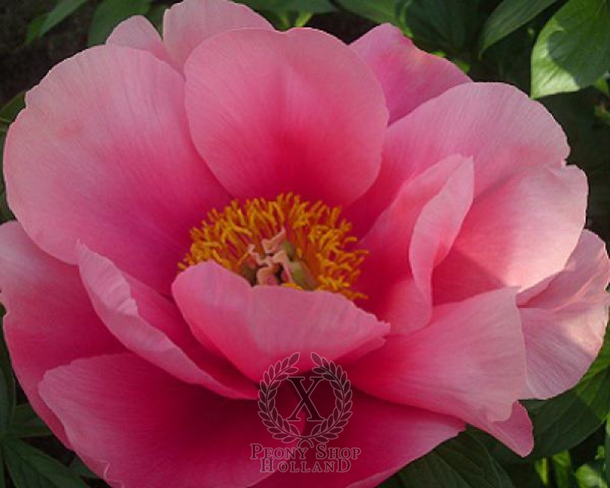 Пион Салмон Чиффон