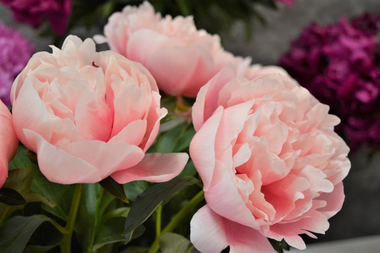 Пион молочноцветковый Этчед Салмон