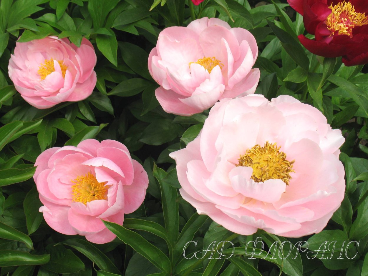 Paeonia (пион) Salmon Dream