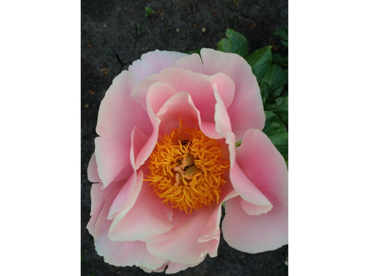 Пион межвидовой Салмон шифон