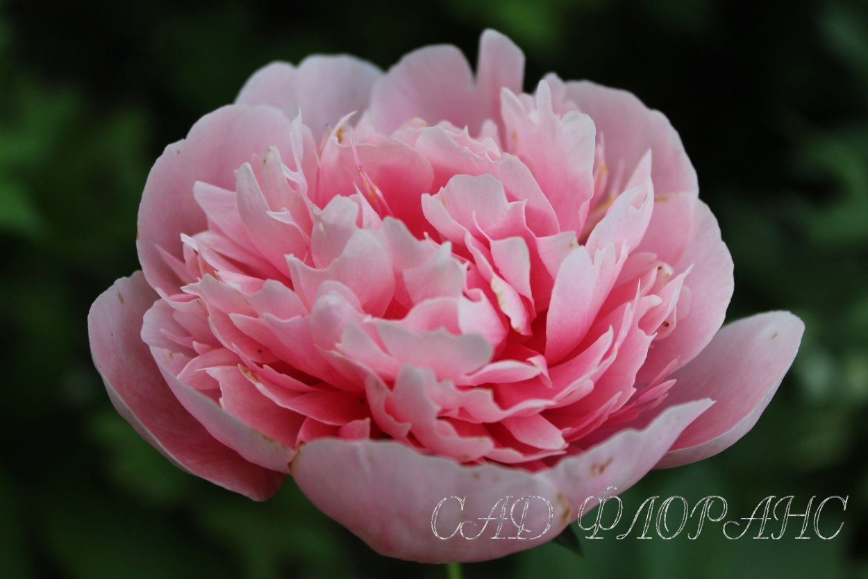 Этчед Глори пион